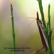 Attēlu rezultāti vaicājumam “Donacaula mucronella”