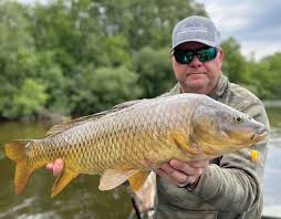Image result for Carpiodes cyprinus