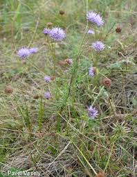 Attēlu rezultāti vaicājumam “Jasione montana leaf”