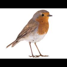 Attēlu rezultāti vaicājumam “Erithacus rubecula”