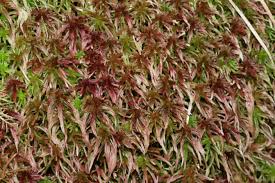 Attēlu rezultāti vaicājumam “Sphagnum quinquefarium”