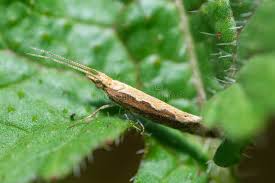 Attēlu rezultāti vaicājumam “Plutellidae”