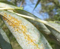 Attēlu rezultāti vaicājumam “Melampsora epitea”