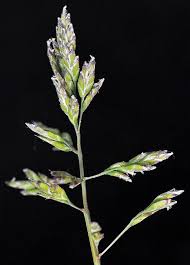 Attēlu rezultāti vaicājumam “Poa annua”