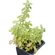 Attēlu rezultāti vaicājumam “Origanum majorana”