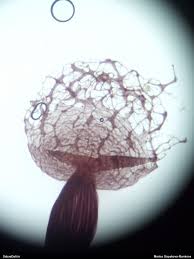 Attēlu rezultāti vaicājumam “Cribraria atrofusca spores”