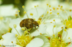 Attēlu rezultāti vaicājumam “Anthrenus sp.”