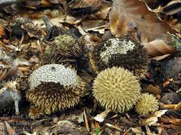 Attēlu rezultāti vaicājumam “Lycoperdon echinatum”