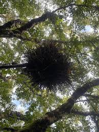 Attēlu rezultāti vaicājumam “Taphrina betulina”