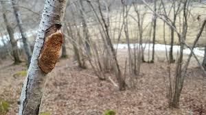 Attēlu rezultāti vaicājumam “Dichomitus campestris”