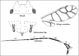 Attēlu rezultāti vaicājumam “Pemphigus borealis”
