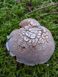 Attēlu rezultāti vaicājumam “Siphoptychium violaceum young”