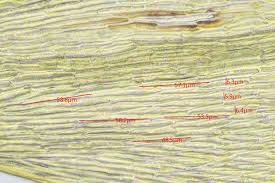 Attēlu rezultāti vaicājumam “Campylium chrysophyllum”
