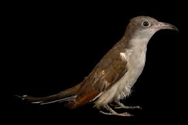 Image result for Coccyzus americanus