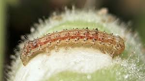 Attēlu rezultāti vaicājumam “Tischeria complanella larva”