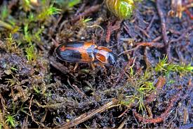 Attēlu rezultāti vaicājumam “Badister bullatus”