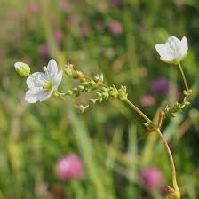 Attēlu rezultāti vaicājumam “Sagina nodosa”