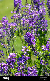 Attēlu rezultāti vaicājumam “Galega orientalis bud”