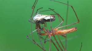 Attēlu rezultāti vaicājumam “Tetragnatha montana”
