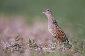 Attēlu rezultāti vaicājumam “Crex crex”