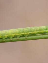 Attēlu rezultāti vaicājumam “Lacanobia contigua imago”