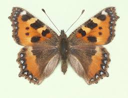 Attēlu rezultāti vaicājumam “Aglais urticae”