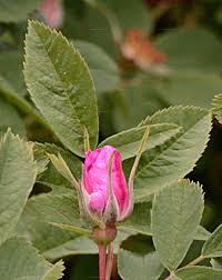 Attēlu rezultāti vaicājumam “Rosa majalis”