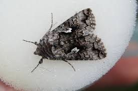 Attēlu rezultāti vaicājumam “Syngrapha interrogationis”