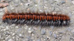 Attēlu rezultāti vaicājumam “Macrothylacia rubi”