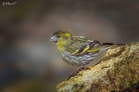 Attēlu rezultāti vaicājumam “Carduelis spinus male”