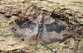 Attēlu rezultāti vaicājumam “Xanthorhoe ferrugata”