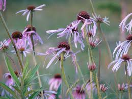 Image result for Echinacea pallida