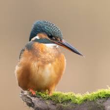 Attēlu rezultāti vaicājumam “Alcedo atthis adult”