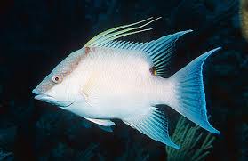 Image result for Lachnolaimus maximus