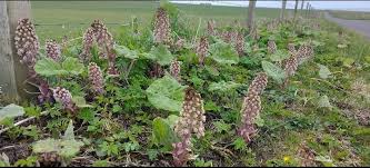 Attēlu rezultāti vaicājumam “Petasites hybridus leaf”