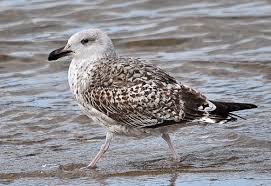 Attēlu rezultāti vaicājumam “Larus marinus adult”