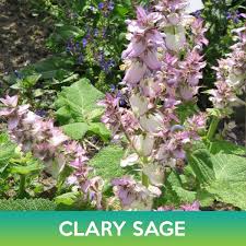 Image result for Salvia sclarea
