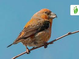 Attēlu rezultāti vaicājumam “Loxia pytyopsittacus male”
