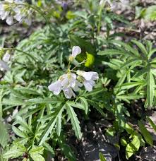 Attēlu rezultāti vaicājumam “Cardamine amara leaf”