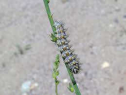 Attēlu rezultāti vaicājumam “Melitaea didyma male”
