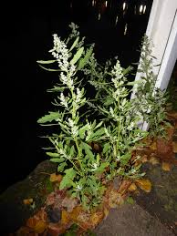 Attēlu rezultāti vaicājumam “Chenopodium polyspermum var. acutifolium”