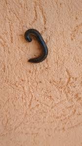 Attēlu rezultāti vaicājumam “Ommatoiulus sabulosus aimatopodus”