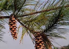 Attēlu rezultāti vaicājumam “Pinus strobus fruit”