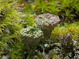 Attēlu rezultāti vaicājumam “Cladonia pyxidata”