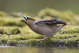 Attēlu rezultāti vaicājumam “Coccothraustes coccothraustes adult”