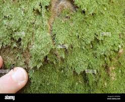 Attēlu rezultāti vaicājumam “Pseudotaxiphyllum elegans macro”