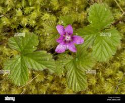 Attēlu rezultāti vaicājumam “Rubus arcticus flower”