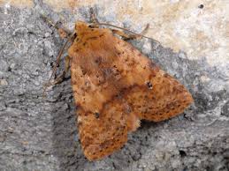 Attēlu rezultāti vaicājumam “Conistra rubiginea”