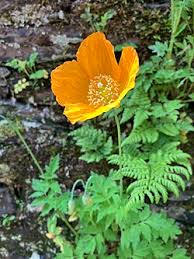 Image result for Meconopsis cambrica