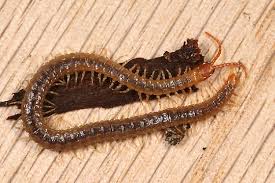 Attēlu rezultāti vaicājumam “Geophilidae”